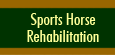 Sports Horse Rehabilitation